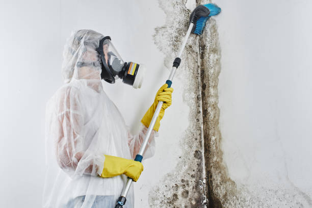 Professional Mold Removal in Newport, WA